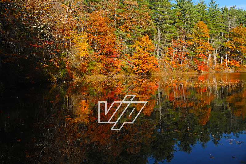 VIP STUDIOS Inc. | NOVEMBER 1