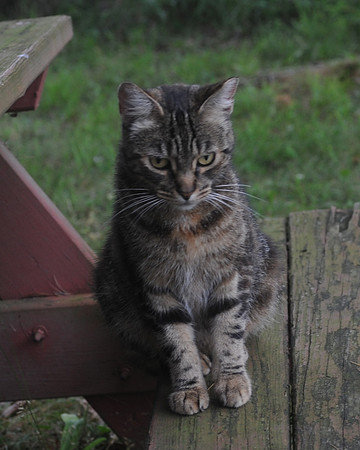 MEOWT_016