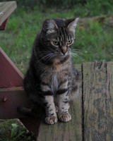 MEOWT_017