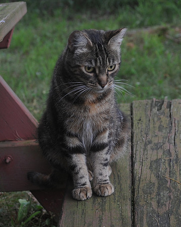 MEOWT_017