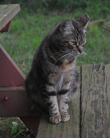 MEOWT_018