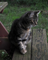 MEOWT_019