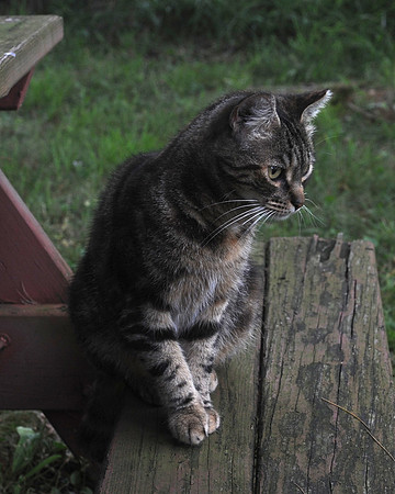 MEOWT_019