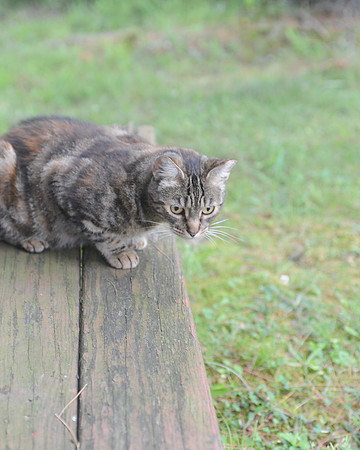 MEOWT_022