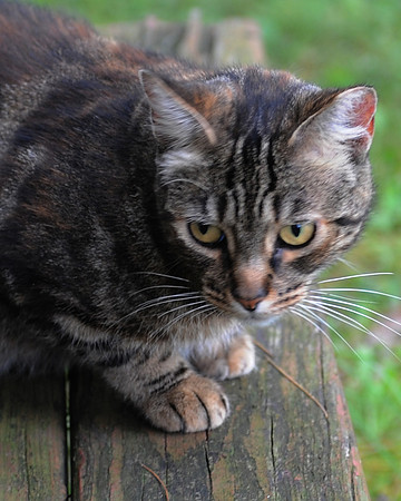 MEOWT_023