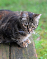 MEOWT_026