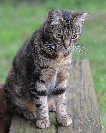 MEOWT_028