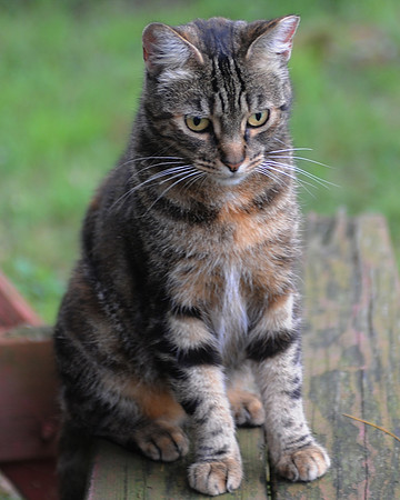 MEOWT_027