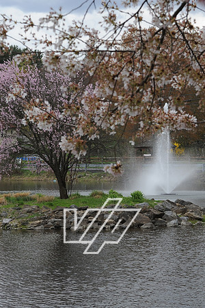 AlbertonPrk_019