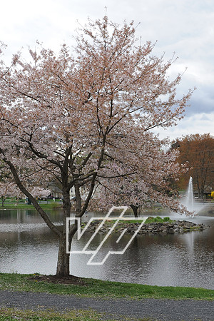 AlbertonPrk_016