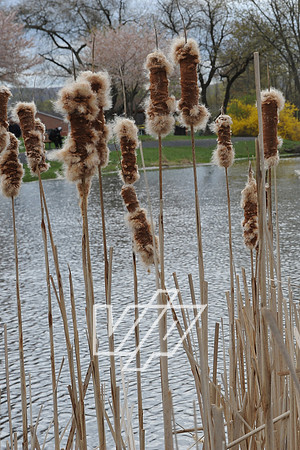 AlbertonPrk_025