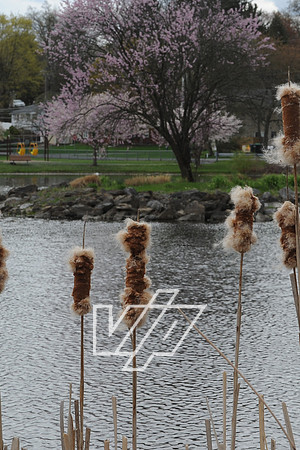 AlbertonPrk_024