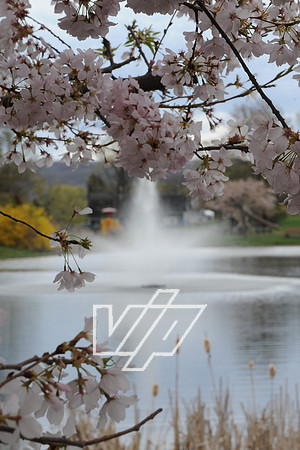 AlbertonPrk_033
