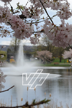 AlbertonPrk_034