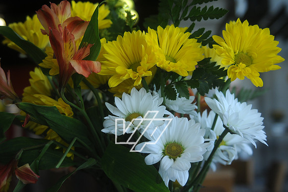 CC-MD_729