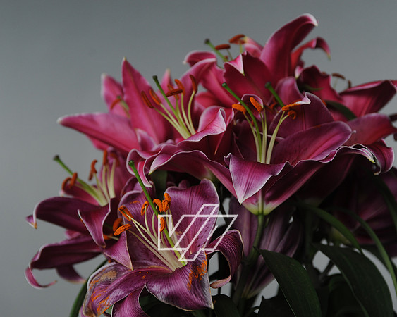 CC_Easter_442