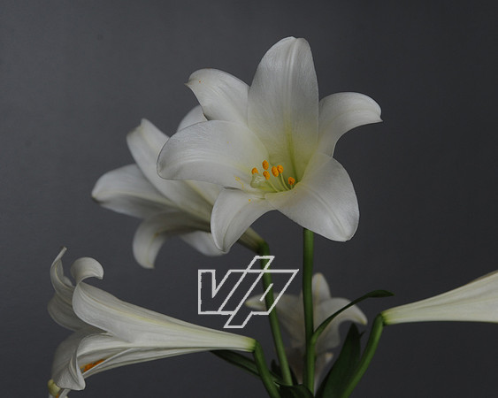 CC_Easter_445